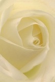 Nestled deep within the creamy-white petals of this rose, you feel gently embraced by its quiet elegance-a hallmark of Norbury floristry, reminiscent of peaceful mornings at nearby Grangewood Park. The petals curl inward in a hypnotic spiral, their surfaces whisper-soft as if dew-kissed at dawn. Faint shadows and subtle highlights play among the folds, creating a sense of dimensionality and calm, as though the bloom cradles a secret at its luminous centre. This intimate view captures both the tenderness and resilience of the rose, making it the purest symbol for expressing sympathy, admiration, or embarking on fresh beginnings in Norbury. Imagining its faint yet unmistakable fragrance, the ambiance is one of comforting serenity-a gesture that transcends words, whether for a thoughtful tribute or a quiet celebration at home. Crafted by hand, this bloom reflects the skill and heartfelt attention to detail that Norbury residents rely on for their most meaningful occasions, its perfection a tribute to both nature's wisdom and local floral artistry.